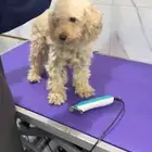 كلب بودل للتبني
