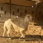 خروف اصفر بلدي