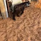 تيس عمره 4 شهور ونص شحم وظهره حد الغلاق نظيف وطيب