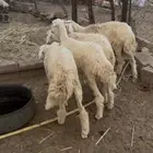 رخال جذعات قريب عدد 4