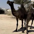 5 ضرايب مجاهيم