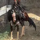 زوجين ياباني