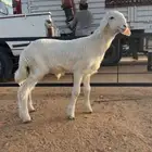 مشروع فحل نادر ( هريد) صنف الصنف ( تم البيع)