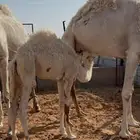 قعود لباني تحت امه