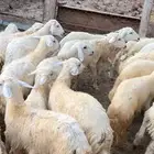 رخال للبيع العمر3شهور و4شهور
