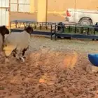 خروف نعيمي عمره 6 شهور شحمم