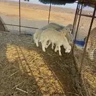 غنم