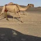 ضروبه شعلا