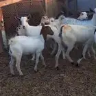 معزه بيشي والبهم دهم محايلي