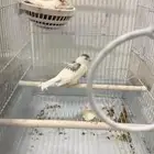 للبيع جوز كناري سوري منتج وحاليا الأنثى على وشك بيض