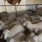 حريات متابيع