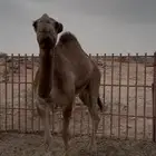 حشوان للبيع اثنين كبار واحد صغير