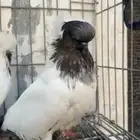 جوز حمام سوداني منتج