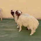 طليان نعيم الريآض حي الشفآء آي مكان نوصل فيه ذبح باقي آثنين