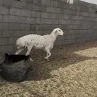 جذعه كاسره ثنيه مقنوي