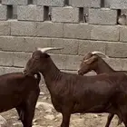 غنم ماعز دهم مقاني