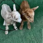 ماعز قزم تشيكي أمريكي