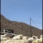 ضان حريات