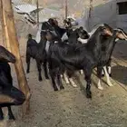 معزاء دفيع