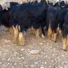 نجد صنف طيبه مراح واحد