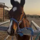 مهرة شعبي فاخره