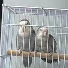 زوج روز للبيع