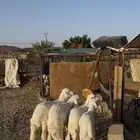بهم كفو