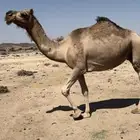 ناقه كفو لقحه في 9 شهور الحد 7500