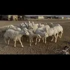 ضان اباكير كفووو عددها 30 راس.