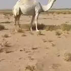 ناقه وضحا ميت ولدها