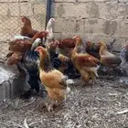 دجاج برهما