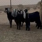 جمد فرصه للقناي