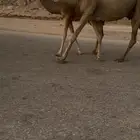 للبيع خلفه