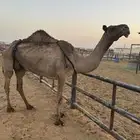 عشاير مبيوعات عيالهن