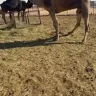 فحل احمر كفو جدا