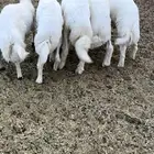 5طليان فل شحم وطراف ونظاف شرط (( تم البيع ))
