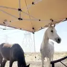 فرس وبنتها شعبي