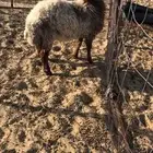 طلي نعيمي طيب