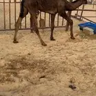 قعود كفووو للبيع رقم الجوآل