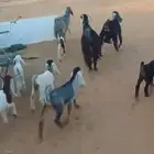 للبيع معزا متابيع