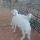 طليان حريه