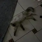 قطه للتبني
