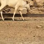 بقره السن جذعه