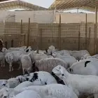 ذبايح للبيع