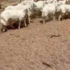 للبيع بهم حري