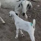 عنز بيشيه والد معه جفره