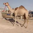بكره حقه هجن