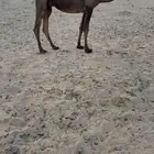 خلفه منيحه هديه