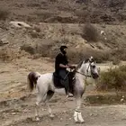 حصان شعبي بطل