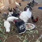 اطقم رومي للبيع. اناثي وذكور